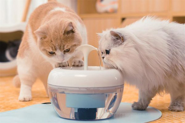 Mlem mlem xuất hiện lần đầu trong video uống nước của chú mèo