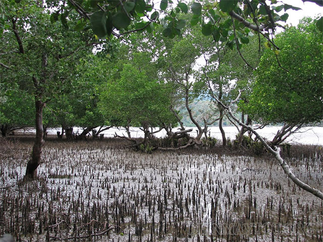 Điều kiện sinh thái đối với rừng ngập mặn
